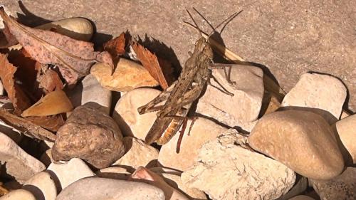 Chorthippus sp.